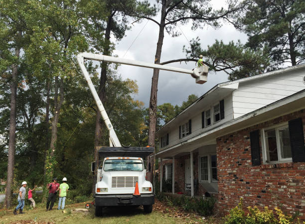 Best Storm Damage Tree Cleanup  in Berwyn Heights, MD