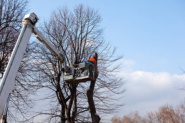 Best Emergency Tree Removal  in Berwyn Heights, MD